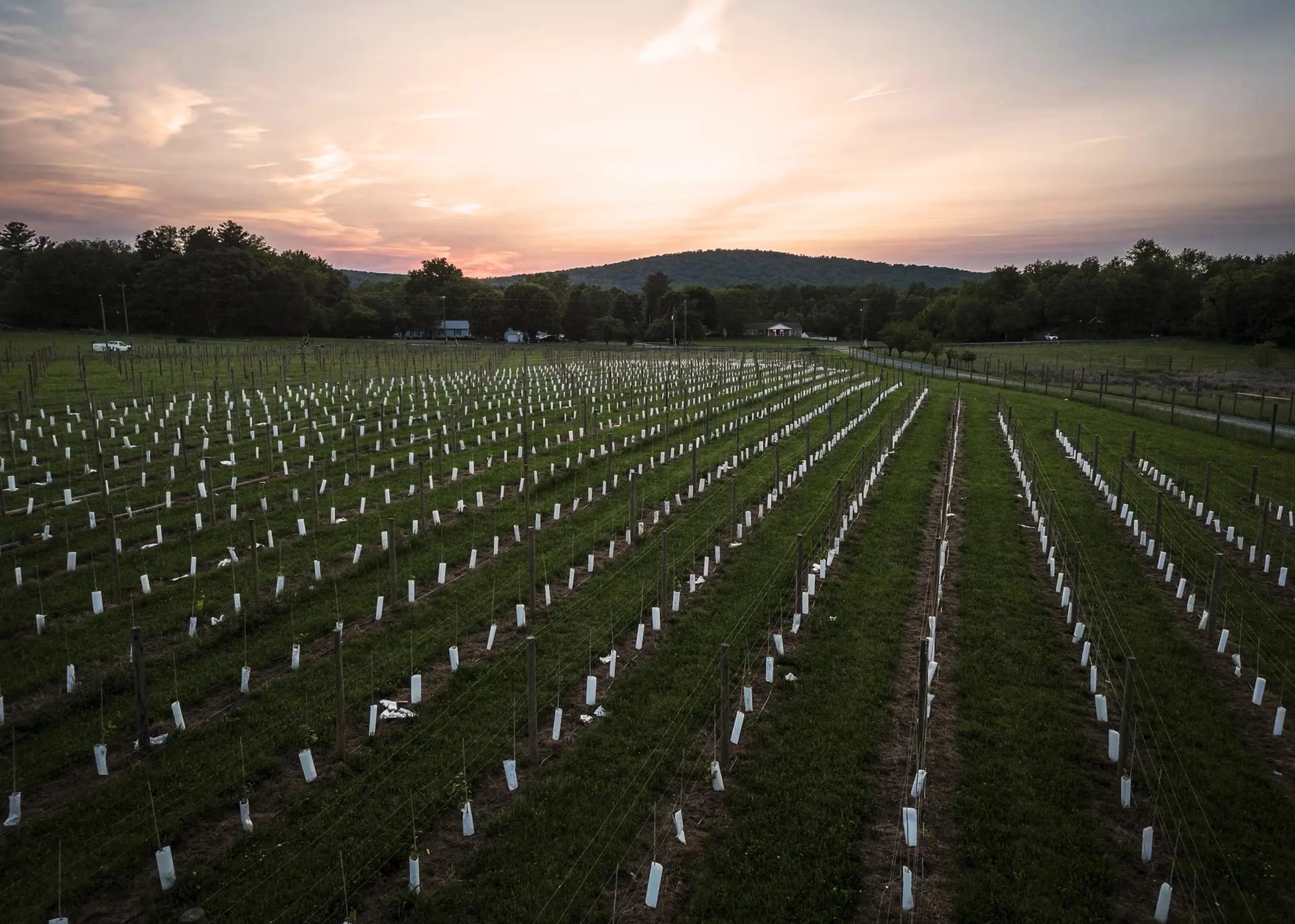 Jiya Vineyards sunset